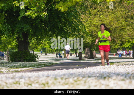 Regents Park, London, Mai 17. 2014. Eine Frau läuft durch Regents Park in London, wo der Rasen mit Gänseblümchen mit Teppichboden ausgelegt sind. Bildnachweis: Paul Davey/Alamy Live-Nachrichten Stockfoto