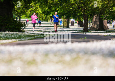 Regents Park, London, Mai 17. 2014. Läufer finden ihren Weg durch den Frühling Regents Park in London, wo der Rasen mit Gänseblümchen mit Teppichboden ausgelegt sind. Bildnachweis: Paul Davey/Alamy Live-Nachrichten Stockfoto
