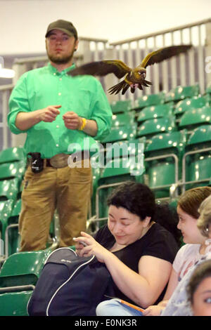 London, UK. 17. Mai 2014. Welt der Flügel-Display auf der London Pet Show, Earls Court, London. Bildnachweis: Paul Brown/Alamy Live-Nachrichten Stockfoto