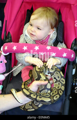 London, UK. 17. Mai 2014. Baby Charlotte aus London spielt mit einer königlichen Python-Schlange in ihrem Kinderwagen auf der London Pet Show, Earls Court, London. Bildnachweis: Paul Brown/Alamy Live-Nachrichten Stockfoto