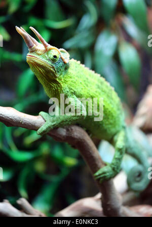 London, UK. 17. Mai 2014. Ein Jackson Chamäleon auf der Pet Show in London, Earls Court, London. Bildnachweis: Paul Brown/Alamy Live-Nachrichten Stockfoto