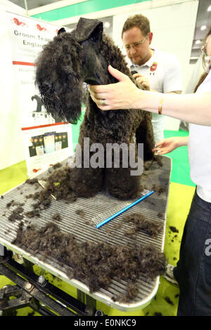 London, UK. 17. Mai 2014. Hund Pflege auf der London Pet Show, Earls Court, London. Bildnachweis: Paul Brown/Alamy Live-Nachrichten Stockfoto