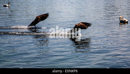 Kanadische Gänse landen in einem See Stockfoto