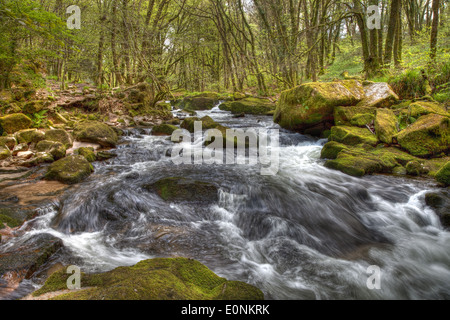 Wasser aus dem Fluss Fowey Kaskadierung durch Draynes Wood macht einen abgestuften Wasserfall als Golitha Fälle kennen Stockfoto