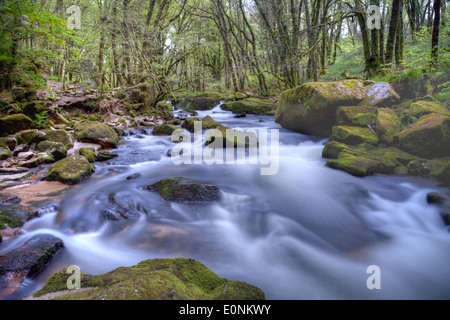 Wasser aus dem Fluss Fowey Kaskadierung durch Draynes Wood macht einen abgestuften Wasserfall als Golitha Fälle kennen Stockfoto
