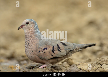 Common Ground Dove (Columbina Passerina), Rio Grande City, Texas, USA Stockfoto