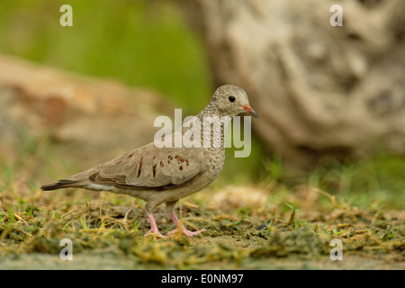 Common Ground Dove (Columbina Passerina), Rio Grande City, Texas, USA Stockfoto