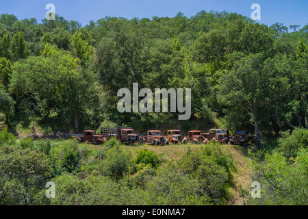 Eine Zeile der 1930er Jahre baufällig und rosten LKW aufgereiht in Atascadero, Kalifornien auf einem Hügel, umgeben von grünen Bäumen und bu Stockfoto