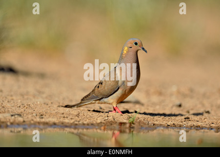 Mourning Dove (Zenaida Macroura), Rio Grande City, Texas, USA Stockfoto