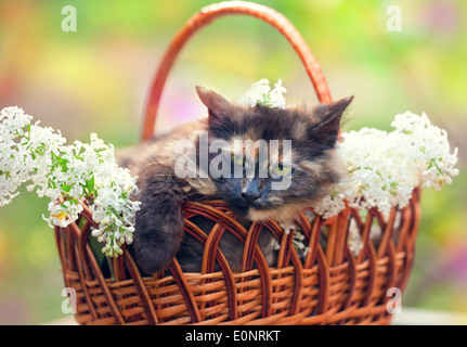 Süße Katze erholend in einem Korb mit lila Blüten Stockfoto