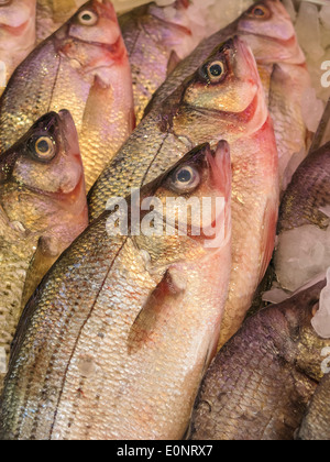 Frische ganze Fische, Chinatown Fischmarkt, NYC, USA Stockfoto