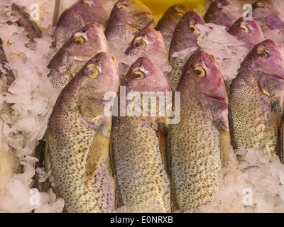 Frische ganze Fische, Chinatown Fischmarkt, NYC, USA Stockfoto