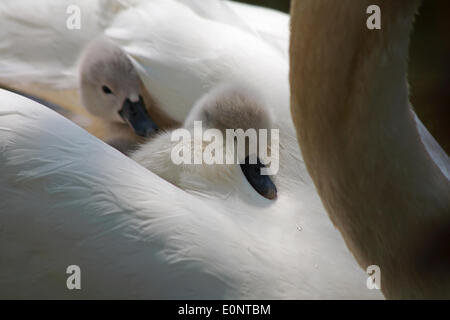 Abbotsbury Swannery, Dorset UK vom 17. Mai 2014. Süße flauschige cygnets Cygnet, baby Schwäne Schwan, Fahrt auf die Eltern Schwäne zurück, unter die Federn für den Schutz schmiegte. Höckerschwäne - Cygnus olor. Credit: Carolyn Jenkins/Alamy leben Nachrichten Stockfoto