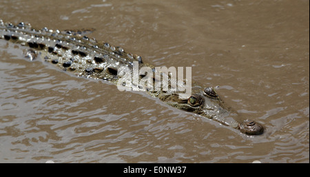 Ein amerikanisches Krokodil (Crocodylus Acutus) Schwimmen im Fluss Tempisque Nationalpark Palo Verde, Costa Rica. Stockfoto