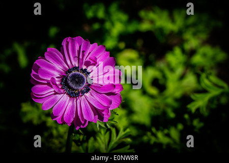 Anemone St. Brigid Blau Blume mit grünen Blatt Hintergrund Stockfoto