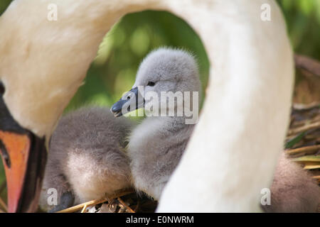 Abbotsbury Swannery, Dorset UK vom 17. Mai 2014. Baby Schwäne Schwan schlüpfen und flauschige cygnets Cygnet erscheinen. Abbotsbury Swannery ist der weltweit einzige Kolonie von Nesting Höckerschwäne, Cygnus olor. Credit: Carolyn Jenkins/Alamy leben Nachrichten Stockfoto