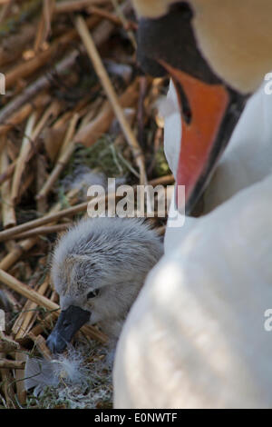 Abbotsbury Swannery, Dorset UK vom 17. Mai 2014. Baby Schwäne Schwan schlüpfen und flauschige cygnets Cygnet erscheinen. Abbotsbury Swannery ist der weltweit einzige Kolonie von Nesting Höckerschwäne, Cygnus olor. Credit: Carolyn Jenkins/Alamy leben Nachrichten Stockfoto