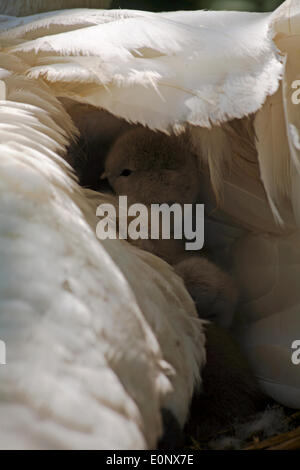 Abbotsbury Swannery, Dorset UK vom 17. Mai 2014. Süße flauschige cygnets Cygnet, baby Schwäne, unter Eltern Schwäne schwan Flügel verstecken, unter die Federn für den Schutz schmiegte. Höckerschwäne - Cygnus olor. Credit: Carolyn Jenkins/Alamy leben Nachrichten Stockfoto