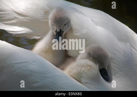 Abbotsbury Swannery, Dorset UK vom 17. Mai 2014. Süße flauschige Cygnet cygnets, baby Schwäne Schwan, Fahrt auf die Eltern Schwäne zurück, unter die Federn für den Schutz schmiegte. Höckerschwäne - Cygnus olor. Credit: Carolyn Jenkins/Alamy leben Nachrichten Stockfoto