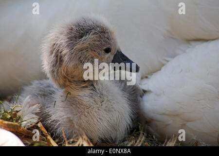 Abbotsbury Swannery, Dorset UK vom 17. Mai 2014. Baby Schwäne Schwan schlüpfen und flauschige cygnets Cygnet erscheinen. Abbotsbury Swannery ist der weltweit einzige Kolonie von Nesting Höckerschwäne, Cygnus olor. Credit: Carolyn Jenkins/Alamy leben Nachrichten Stockfoto