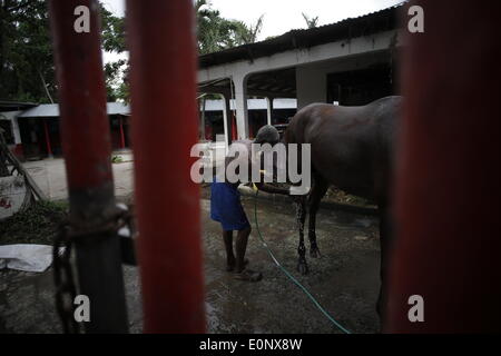 Panama City, Panama. 16. Mai 2014. Der 62 Jahre alte Bräutigam Javier Carrington, mit 50 Jahren Arbeit mit den Pferden, Baden ein Pferd vor einem Rennen in Presidente Remon Racetrack in Panama-Stadt, Hauptstadt von Panama, am 16. Mai 2014. Presidente Remon Racetrack, gegründet 1956, hat ca. 80 Stände und mehr als 100 Bräutigam, welche Arbeit ist Sorge zu tragen, füttern und Pferde für das Rennen vorzubereiten. © Mauricio Valenzuela/Xinhua/Alamy Live-Nachrichten Stockfoto