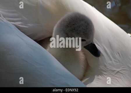 Abbotsbury Swannery, Dorset UK vom 17. Mai 2014. Süße flauschige cygnets Cygnet, baby Schwäne Schwan, Fahrt auf die Eltern Schwäne zurück, unter die Federn für den Schutz schmiegte. Höckerschwäne - Cygnus olor. Credit: Carolyn Jenkins/Alamy leben Nachrichten Stockfoto