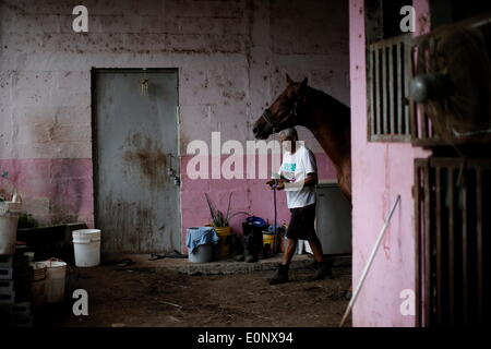 Panama City, Panama. 16. Mai 2014. Der Bräutigam Ricardo Sanchez, mit mehr als 20 Jahre Erfahrung, Pflege des Pferdes 'Kimar", in einem Stall in Presidente Remon Racetrack in Panama-Stadt, Hauptstadt von Panama, am 16. Mai 2014. Presidente Remon Racetrack, gegründet 1956, hat ca. 80 Stände und mehr als 100 Bräutigam, welche Arbeit ist Sorge zu tragen, füttern und Pferde für das Rennen vorzubereiten. © Mauricio Valenzuela/Xinhua/Alamy Live-Nachrichten Stockfoto