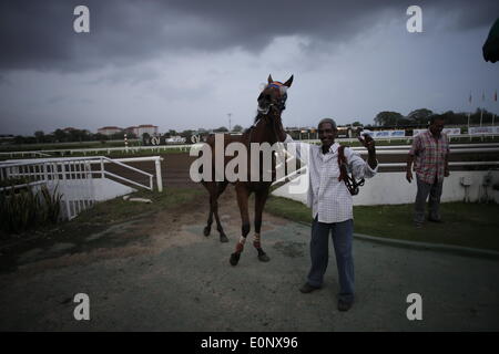 Panama City, Panama. 16. Mai 2014. Der 62 Jahre alte Bräutigam Javier Carrington, mit 50 Jahren Arbeit mit den Pferden, posiert mit dem Pferd 'Titan' nach Sieg ein Rennen auf Presidente Remon Racetrack in Panama-Stadt, Hauptstadt von Panama, 16. Mai 2014. Presidente Remon Racetrack, gegründet 1956, hat ca. 80 Stände und mehr als 100 Bräutigam, welche Arbeit ist Sorge zu tragen, füttern und Pferde für das Rennen vorzubereiten. © Mauricio Valenzuela/Xinhua/Alamy Live-Nachrichten Stockfoto