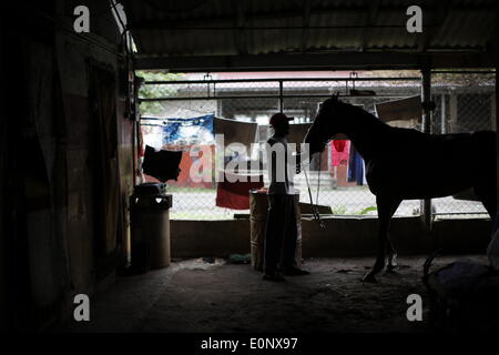 Panama City, Panama. 16. Mai 2014. Der 54 Jahre alte bereitet Bräutigam Fernando Knight, mit 47 Jahren Arbeit mit den Pferden, ein Pferd für ein Rennen im Presidente Remon Racetrack in Panama-Stadt, Hauptstadt von Panama, am 16. Mai 2014. Presidente Remon Racetrack, gegründet 1956, hat ca. 80 Stände und mehr als 100 Bräutigam, welche Arbeit ist Sorge zu tragen, füttern und Pferde für das Rennen vorzubereiten. © Mauricio Valenzuela/Xinhua/Alamy Live-Nachrichten Stockfoto