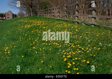 Ein Rasen-Bank mit Löwenzahn bedeckt Stockfoto