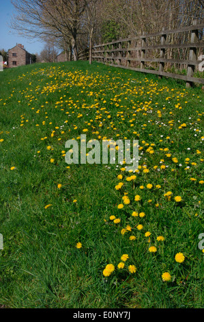 Ein Rasen-Bank mit Löwenzahn bedeckt Stockfoto