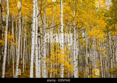 Herbstfarbe mit Aspen drehen - auf Kebler Pass Straße in Colorado. Stockfoto