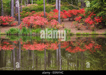 Garten-Szene im Azalea Schüssel Gelände Callaway Gardens Stockfoto