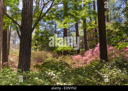 Gartenszene in Azalea Overlook Garden Anfang April in Callaway Gardens in Pine Mountain, Georgia. Stockfoto