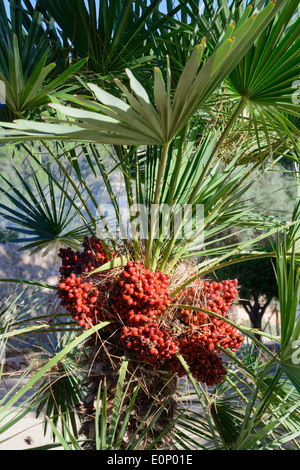 Endemische Fächerpalme oder Palmito, Chamaerops Humilis, mit roten Beeren. Mallorca, Balearen, Spanien im Oktober. Stockfoto