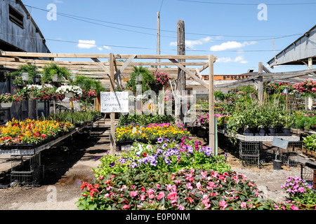 Ein Kindergarten verkauft Betten Pflanzen, Bäume und Blumen im Frühling in Oklahoma City, Oklahoma, USA. Stockfoto