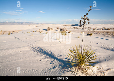 Yucca Elata Werk in White Sands National Monument bei Sonnenuntergang in Alamogordo, New Mexico, USA. Stockfoto