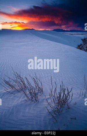 Quirlige Wolfsmilch schürt durch weißen Sanddünen bei Sonnenuntergang. White Sands National Monument. Alamogordo, New Mexico, USA. Stockfoto