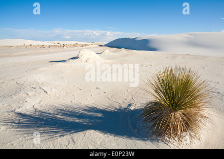 Yucca Elata Werk in White Sands National Monument bei Sonnenuntergang in Alamogordo, New Mexico, USA. Stockfoto