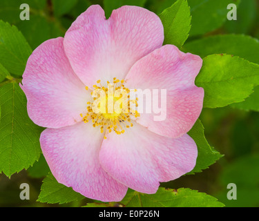 Die rosa und gelbe Blume von einer Weide stieg (Rosa Carolina) in voller Blüte. Stockfoto