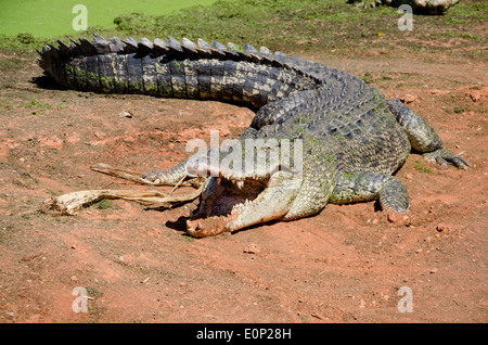 Australien, Western Australia, Broome. Malcolm Douglas Crocodile Park. Großer Salzwasser-Krokodil. Stockfoto
