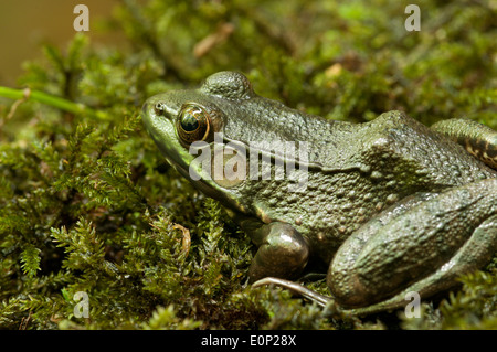 Ein grüner Frosch (Lithobates Clamitans) hockt auf Moos. Stockfoto