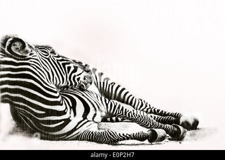Zebra in Ruhe Stockfoto