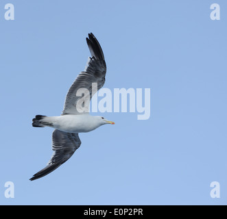 Eine Kelp Gull (Larus Dominicanus), Gaviota Dominica, folgt die Fähre über den Lago Nahuel Huapi. San Carlos de Bariloche, Stockfoto