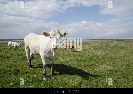 Neugierige junge Kuh auf der Suche in einer Küstenstadt Weideland Stockfoto