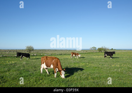 Weidende Rinder auf einer Weide mit gelben Blüten im Frühling Stockfoto