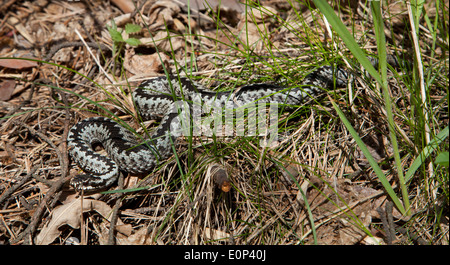 Vipera berus, Sestroretsk, St. Petersburg, Russland. Stockfoto