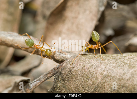 Australischen grünen Baum Ameisen ihr Nest zu verteidigen Stockfoto