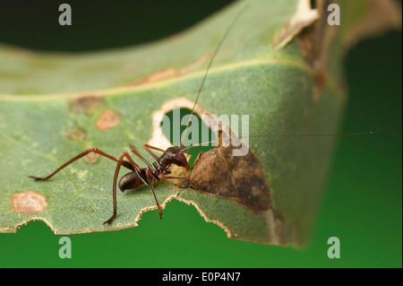 Juvenile australische Gum Leaf Katydids (Torbia Viridissima) sind Ameise Mimik Stockfoto