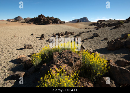 Flixweed im Vulkan Wüste rund um den Teide Teneriffa Stockfoto